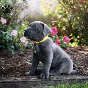 Floyd, Cane Corso Puppy